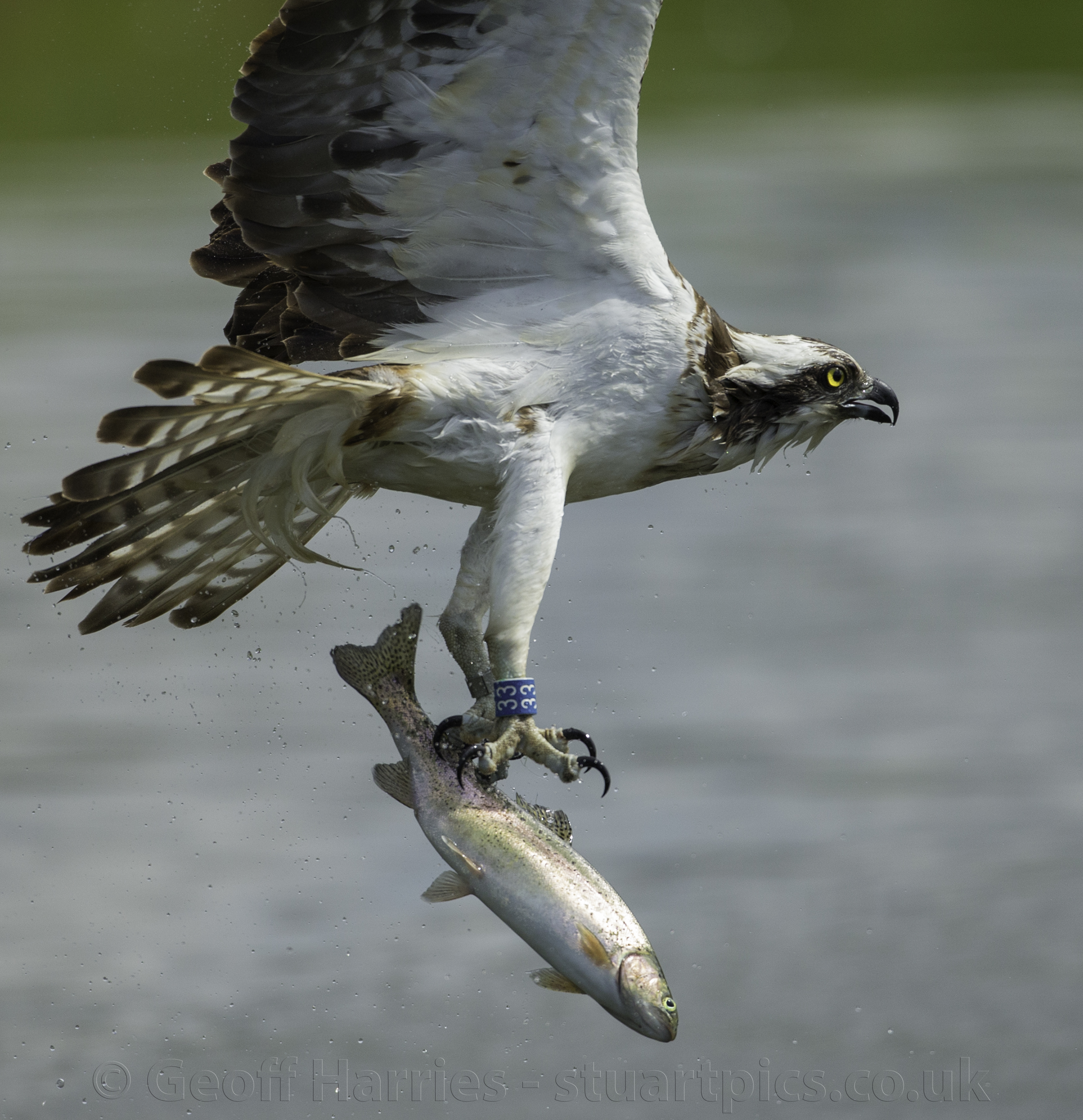 osprey predators