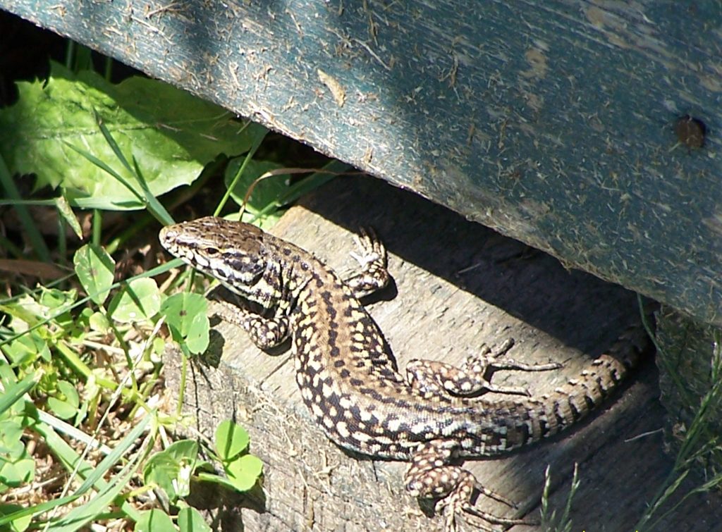 Wall Lizard A True Jersey Resident Birds On The Edgebirds On The Edge