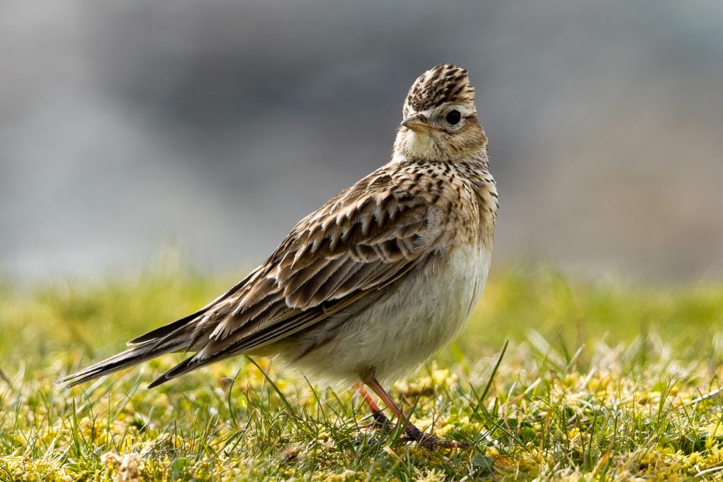 est100-some-photos-unique-and-endangered-birds